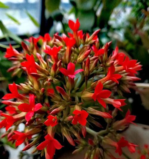 红色花象征什么？热烈积极的红色花有哪些？