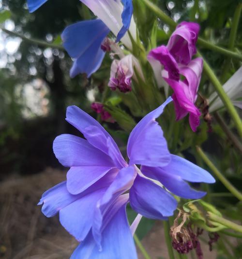 蓝色牵牛花代表什么？蓝色牵牛花的寓意有哪些？
