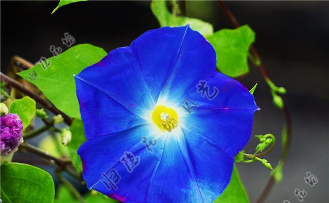 蓝色牵牛花代表什么？蓝色牵牛花的寓意有哪些？
