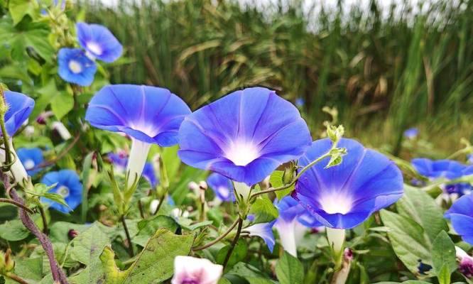 蓝色牵牛花代表什么？蓝色牵牛花的寓意有哪些？