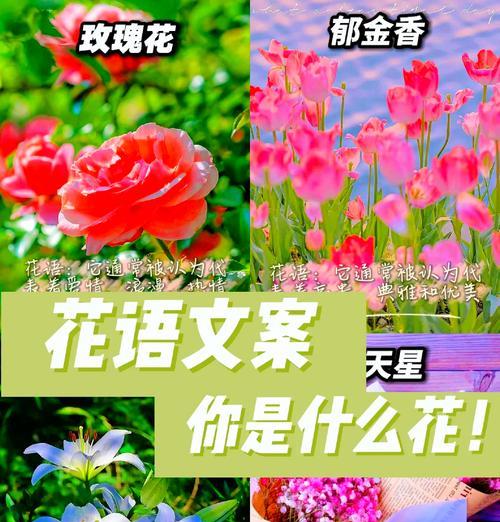 哪种花代表爱情的意义？它的花语是什么？