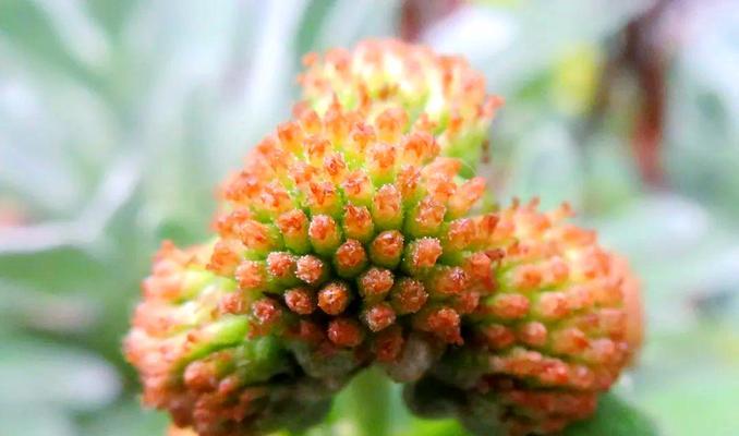端午节适合送哪些寓意辟邪的花？