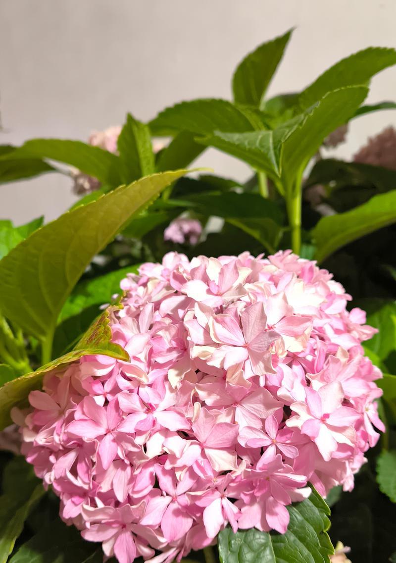 端午节适合送哪些寓意辟邪的花？