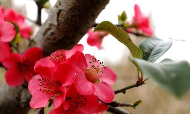 红色花朵象征什么？为何说红色花寓意抬头？