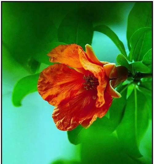 红色花朵象征什么？为何说红色花寓意抬头？