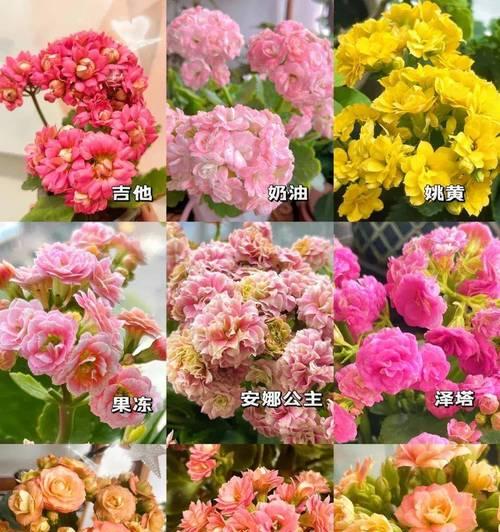 送老人花时数量有何含义？