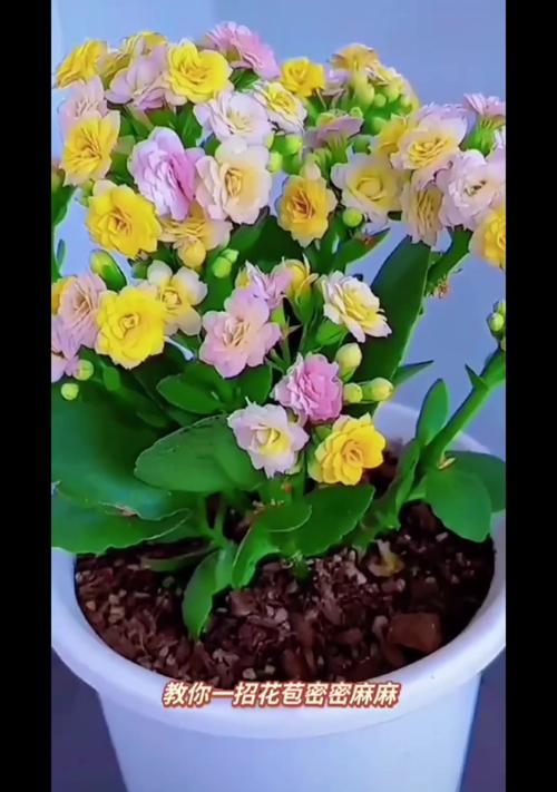 送老人花时数量有何含义？