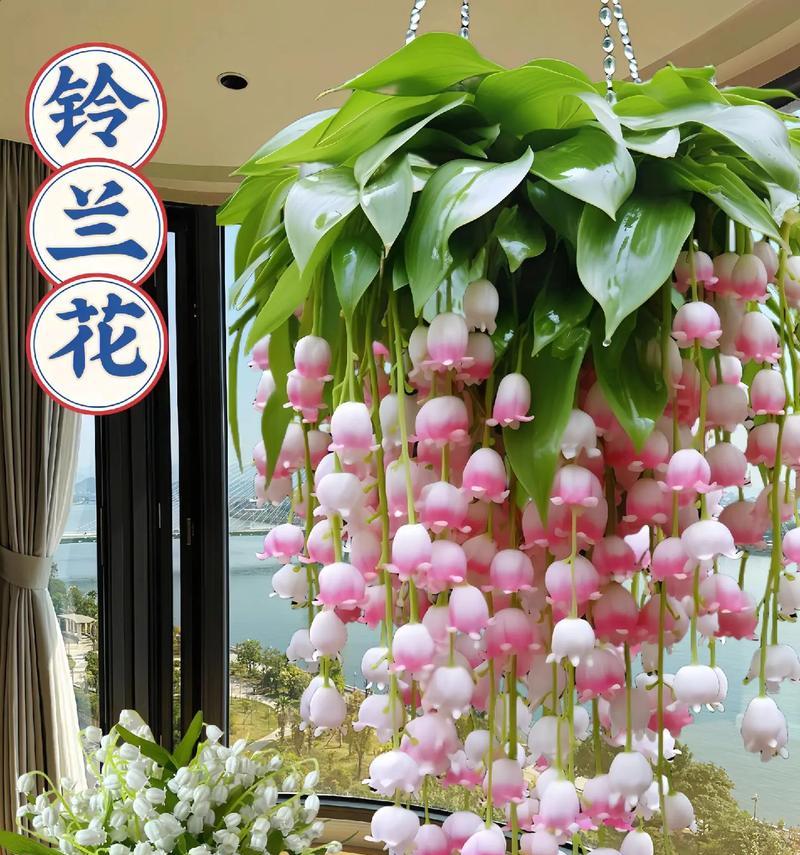不同铃兰颜色花语有何不同？哪种铃兰颜色最适合作为礼物？