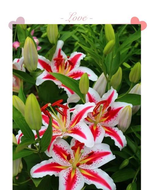 三色百合花象征着什么？其寓意有哪些？