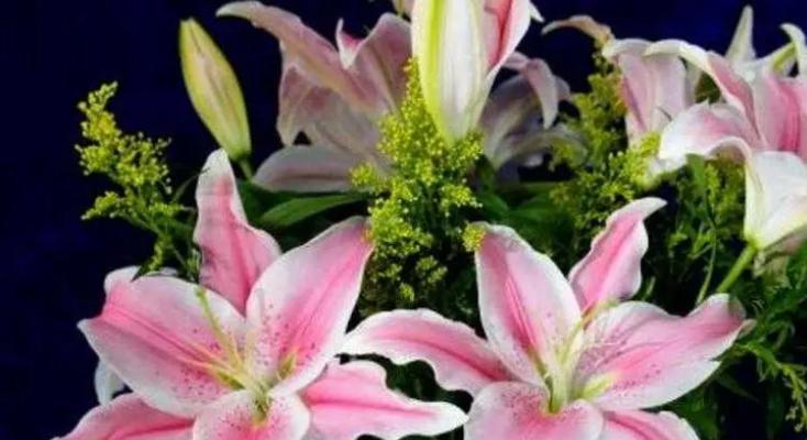 三色百合花象征着什么？其寓意有哪些？