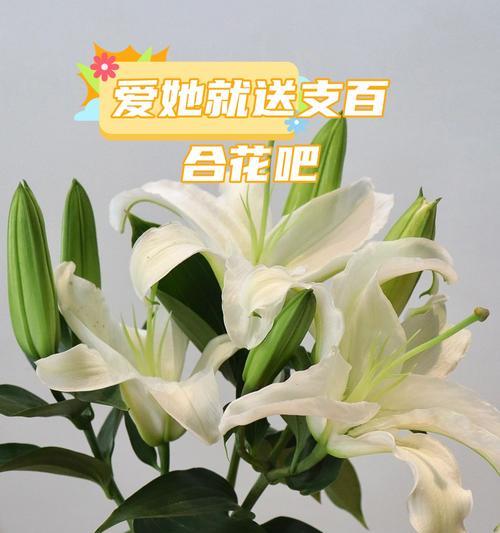 三色百合花象征着什么？其寓意有哪些？