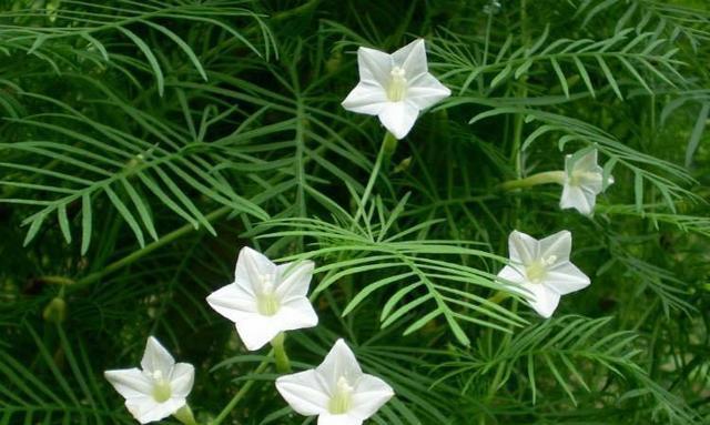 麦小登手捧花的寓意是什么？送人有何特别含义？
