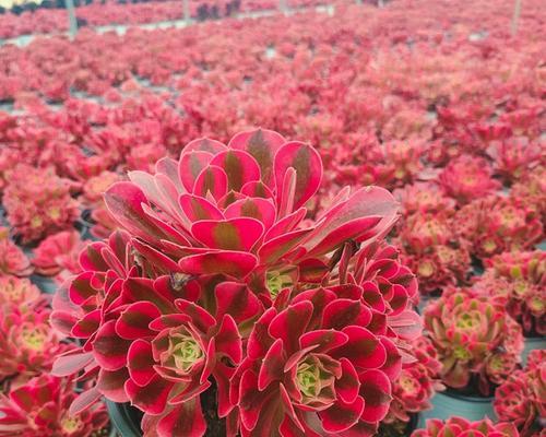 麦小登手捧花的寓意是什么？送人有何特别含义？