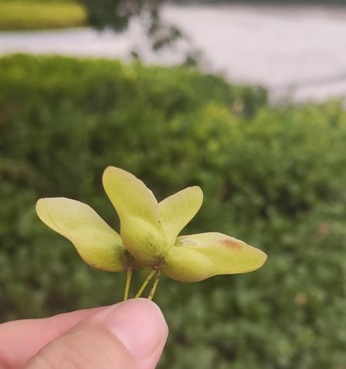 七色风铃花代表什么？它的象征意义有哪些？