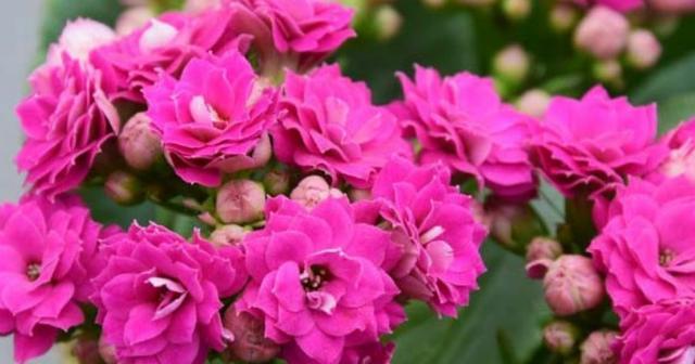 哪种花象征成功？花的寓意中成功代表什么？
