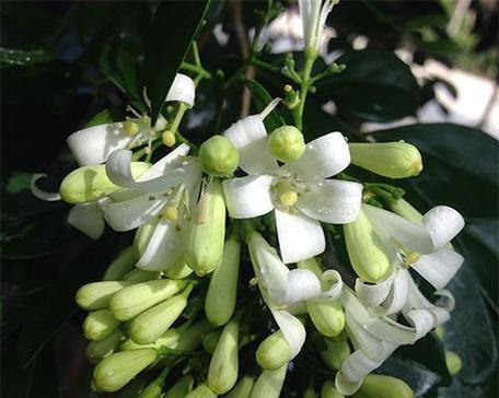 素色花朵的象征意义是什么？