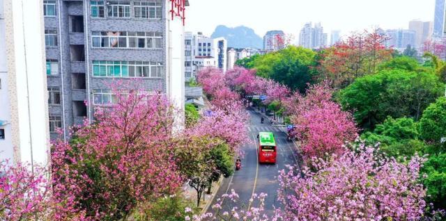 父亲节送紫荆花代表什么？