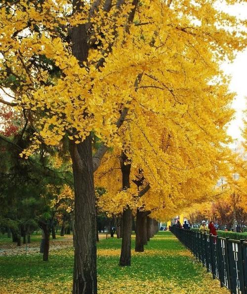橙色绣球花的花语和寓意是什么？如何表达情感？