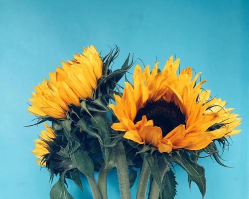 橙色绣球花的花语和寓意是什么？如何表达情感？