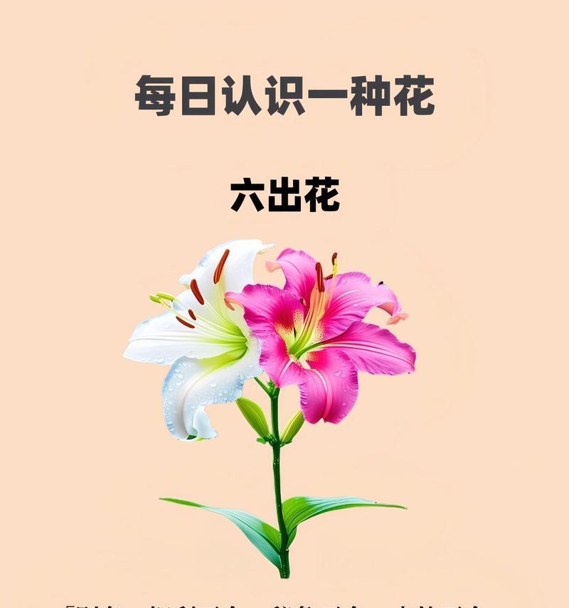 哪种花的颜色寓意最好？花的颜色寓意有何不同？