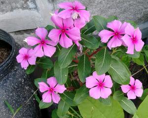 哪种花寓意全家平安？全家平安的花语有哪些？