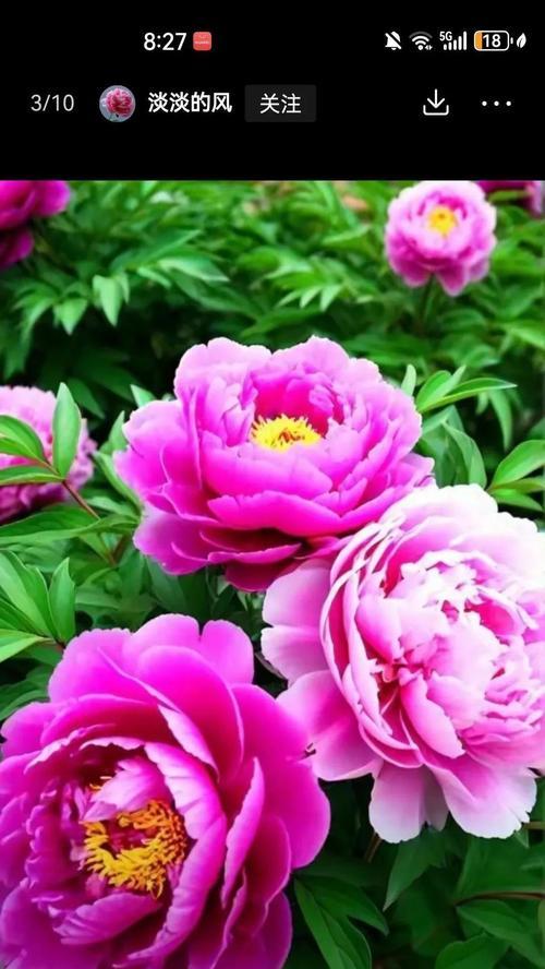 哪种花寓意全家平安？全家平安的花语有哪些？