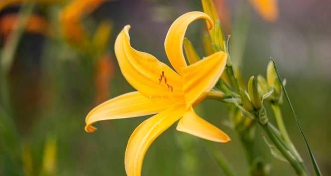 黄色百合花代表什么含义？