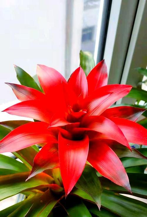 哪种花象征好运？好运花的寓意有哪些？