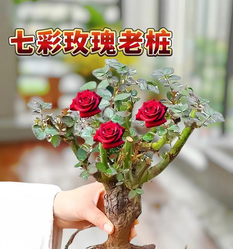 花盆种象征爱情的花是什么？它为何成为爱情的象征？