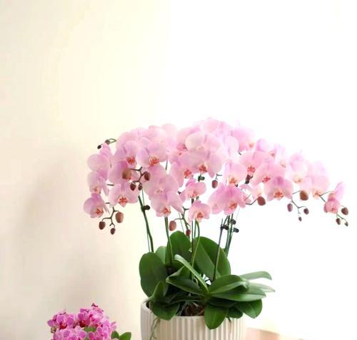 花盆种象征爱情的花是什么？它为何成为爱情的象征？