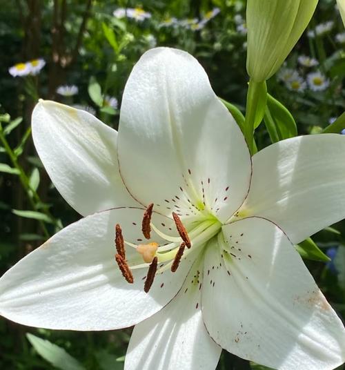 白色花卉中哪些寓意最好？白色花的象征意义是什么？