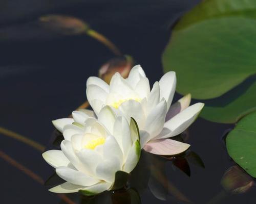 白色花卉中哪些寓意最好？白色花的象征意义是什么？