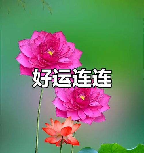 哪些花寓意着好运和幸运？