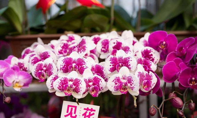 春节含义的花有哪些？