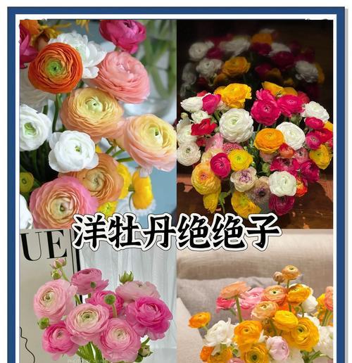 春节含义的花有哪些？