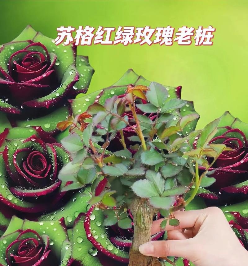 绿色和红色组合的花象征着什么？