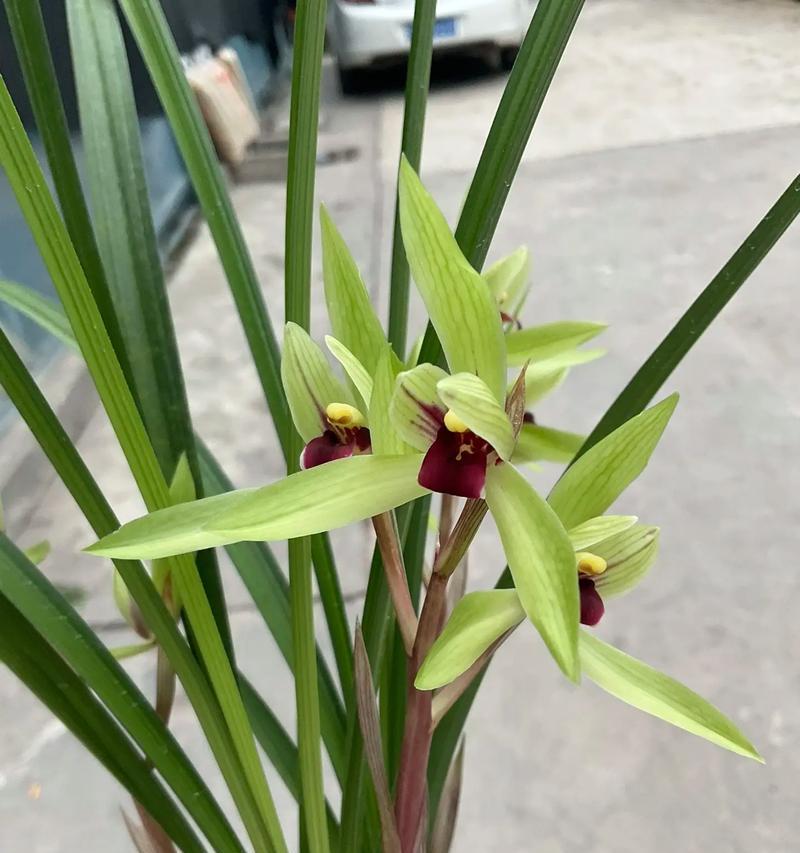 绿色和红色组合的花象征着什么？