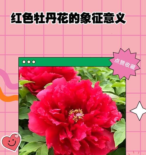 红色流苏花的意义和象征是什么？