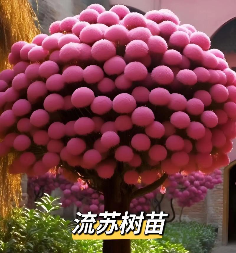 红色流苏花的意义和象征是什么？