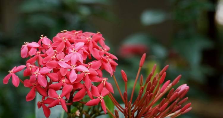 端午节适合赠送哪些寓意的花？这些花的含义是什么？