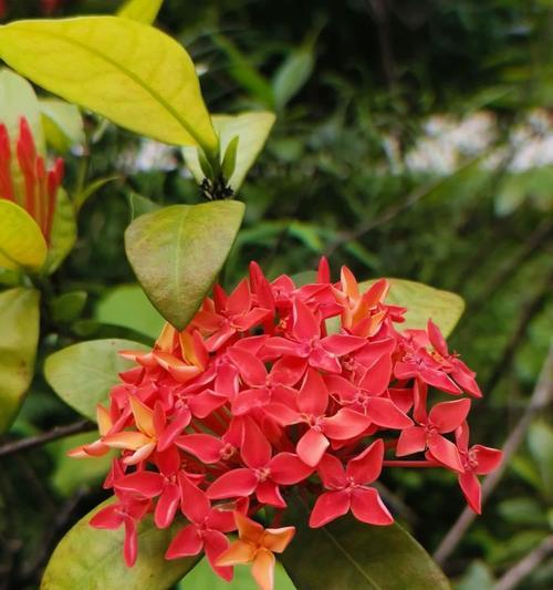 端午节适合赠送哪些寓意的花？这些花的含义是什么？