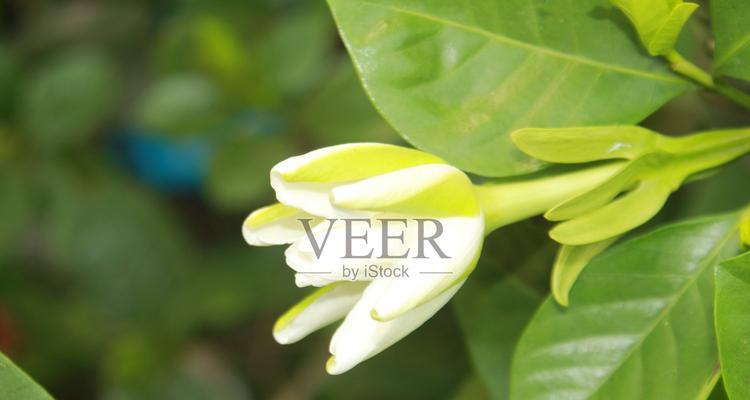 白色栀子花的寓意是什么？赠送白色栀子花有何含义？