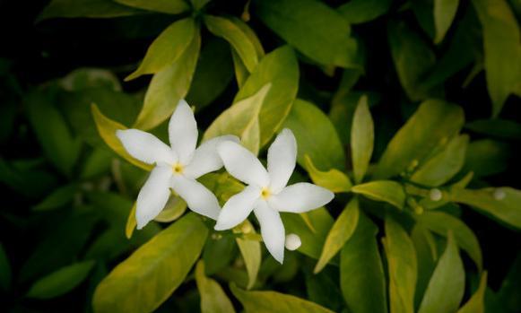 白色栀子花的寓意是什么？赠送白色栀子花有何含义？