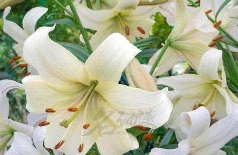 日本白色百合花代表什么？它的寓意是什么？