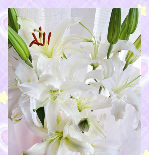 日本白色百合花代表什么？它的寓意是什么？