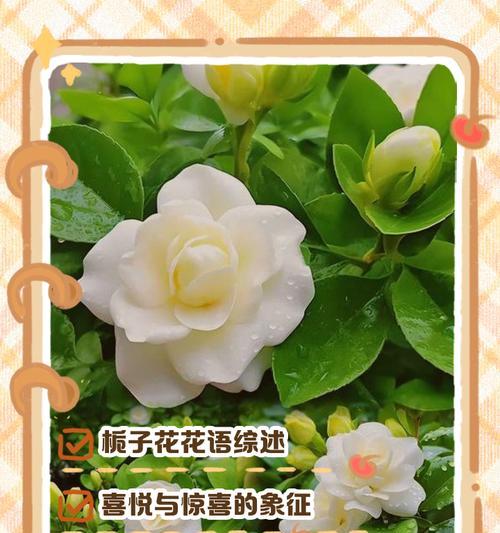 金色栀子花的寓意是什么？金色栀子花象征着什么？