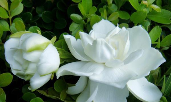 金色栀子花的寓意是什么？金色栀子花象征着什么？