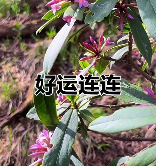 什么花象征快乐和幸运？如何通过花来表达快乐和幸运？