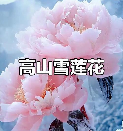 什么花象征快乐和幸运？如何通过花来表达快乐和幸运？