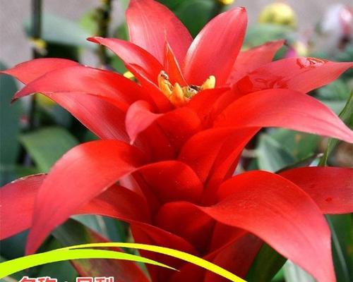 红色花代表什么？红色花有哪些特别的寓意？